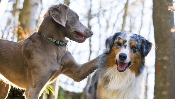 The Ultimate Guide to Daily Dog Care: From Grooming to Exercise